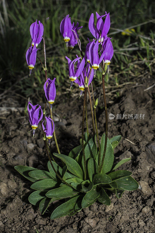 少花报春花(Primula pauciflora)或十二香报春花(Dodecatheon pulchellum)，俗称漂亮流星、少花流星、暗喉流星和草原流星。黄石国家公园，怀俄明州。